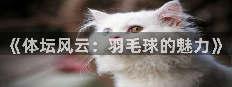 猎豹体育直播在线观看(无插件)
